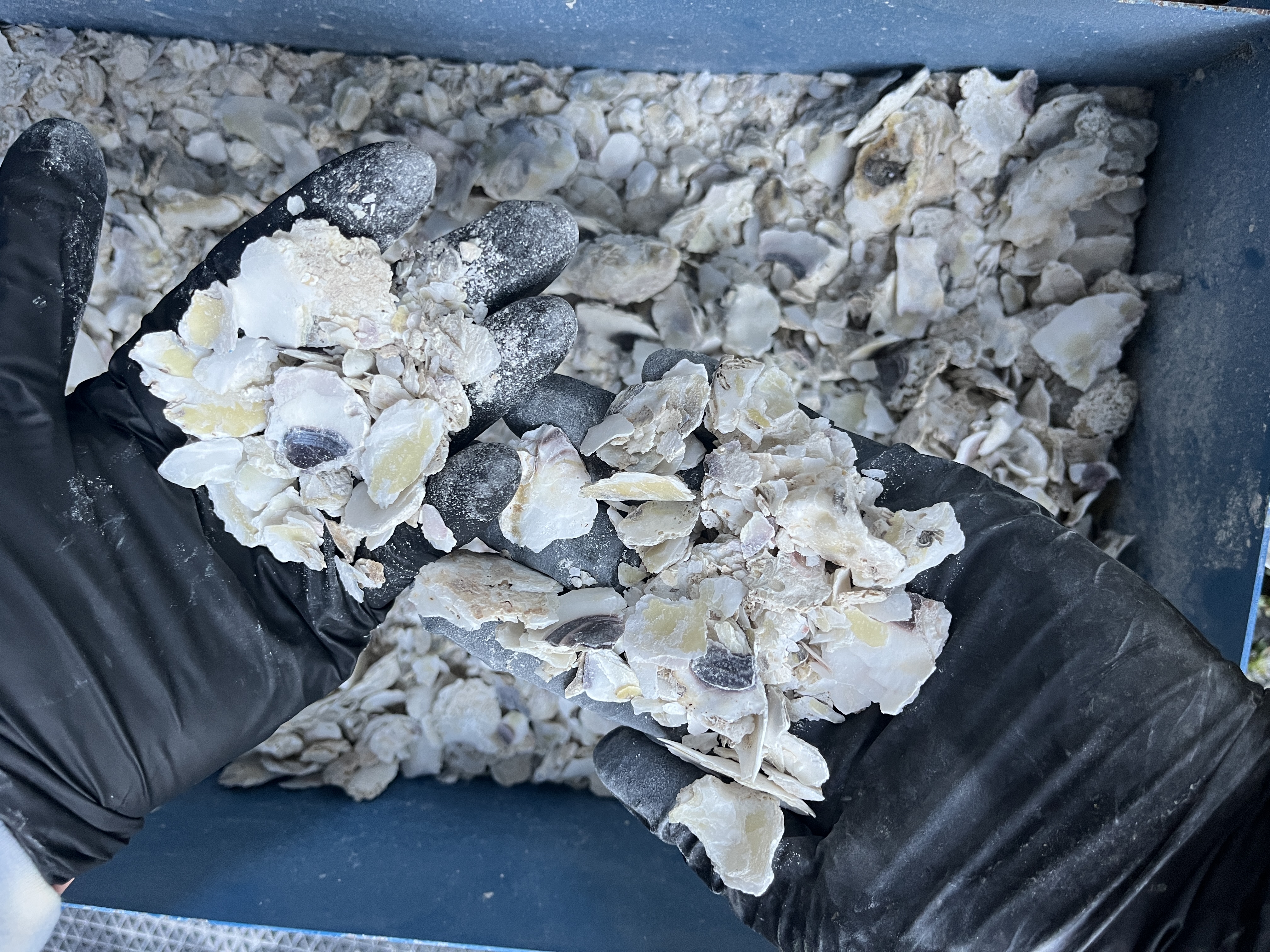 Chunky crushed oyster shells
