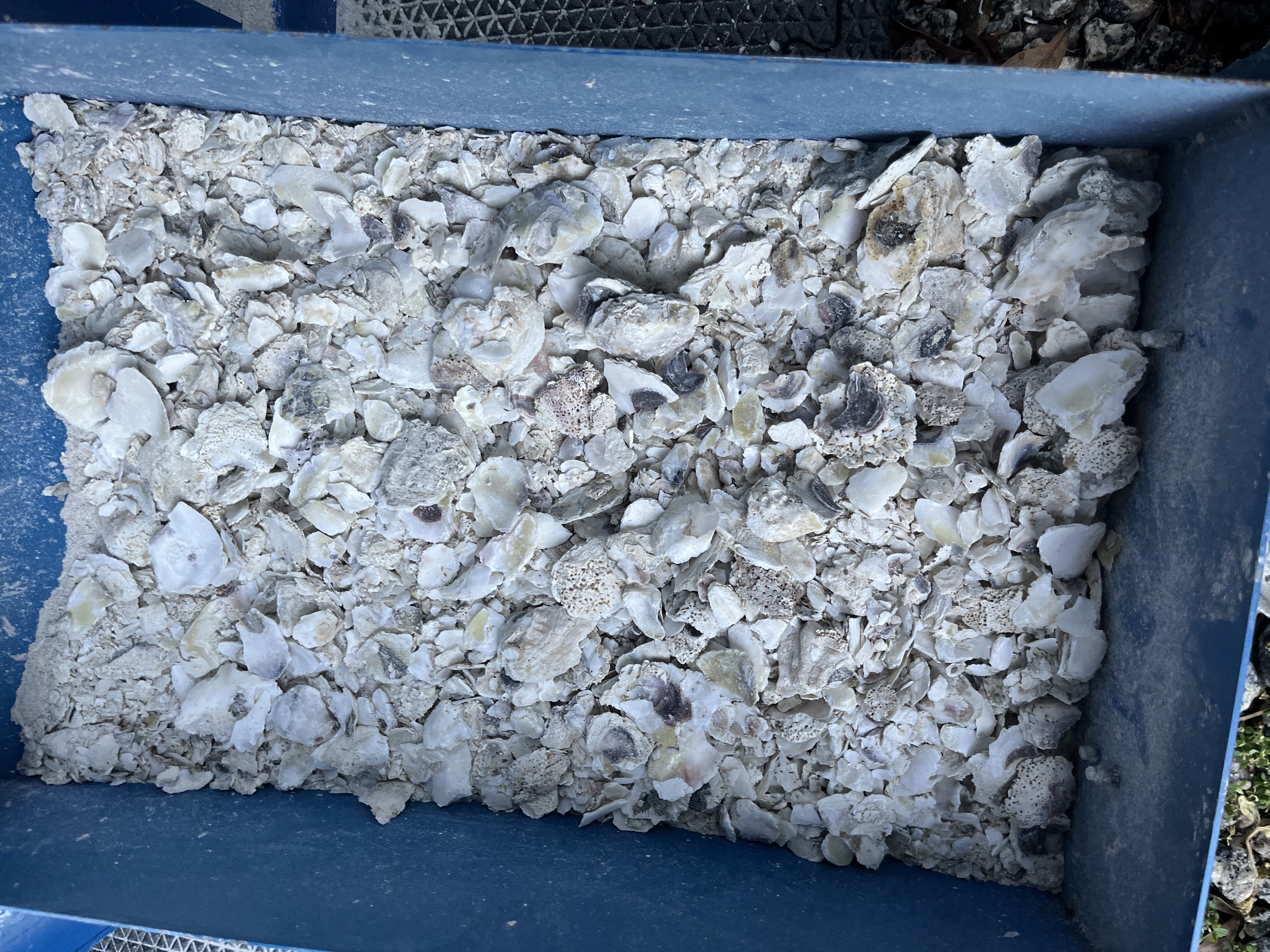 Clean Crushed Shells