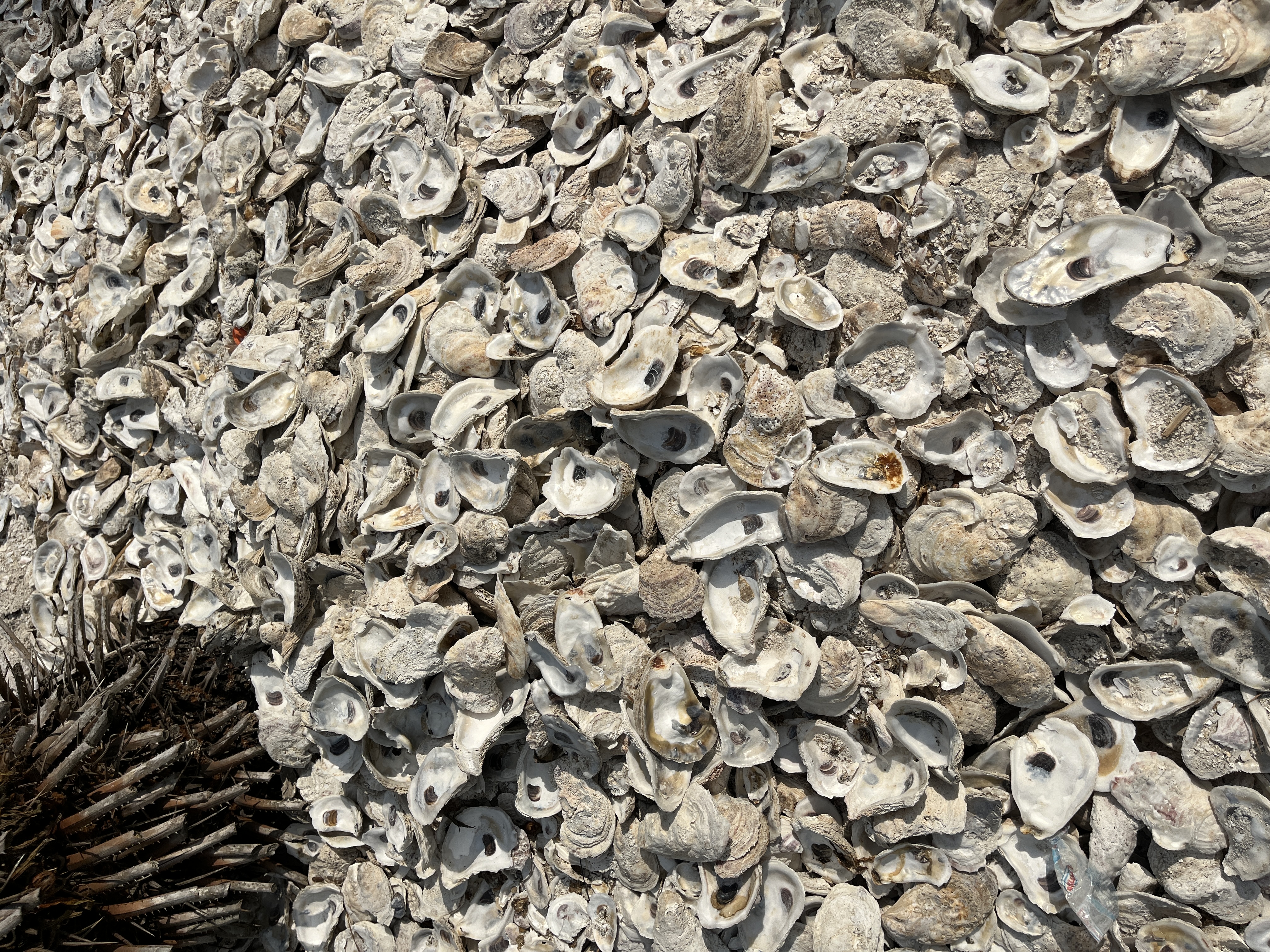 Whole Oyster Shells